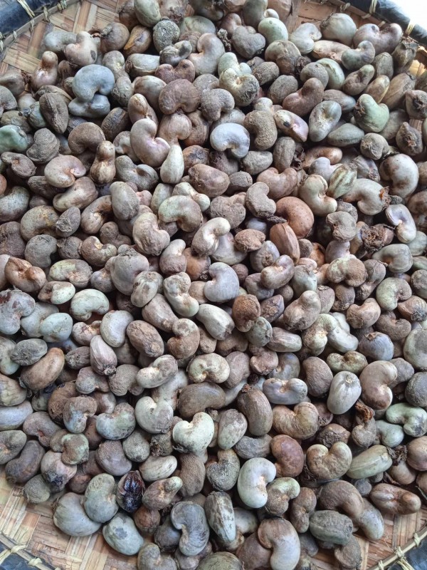 Roh-Cashewkerne from Madagaskar